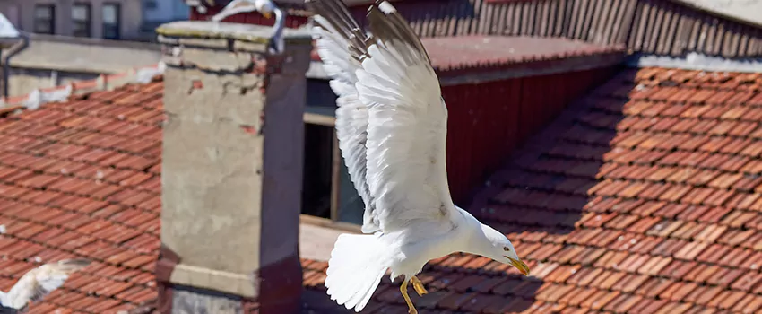 Residential Chimney Animal Removal Solution in Rio Rancho, NM