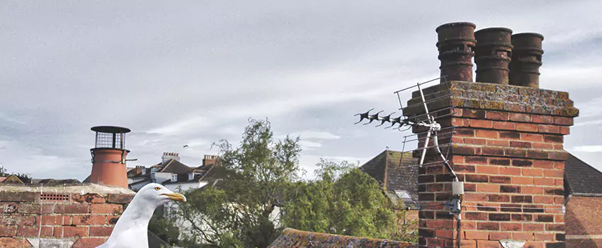 Chimney Cleaning And Restoration in Rio Rancho, New Mexico